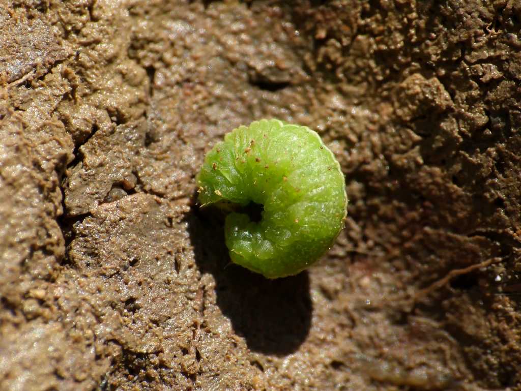 Larva di Curculionidae